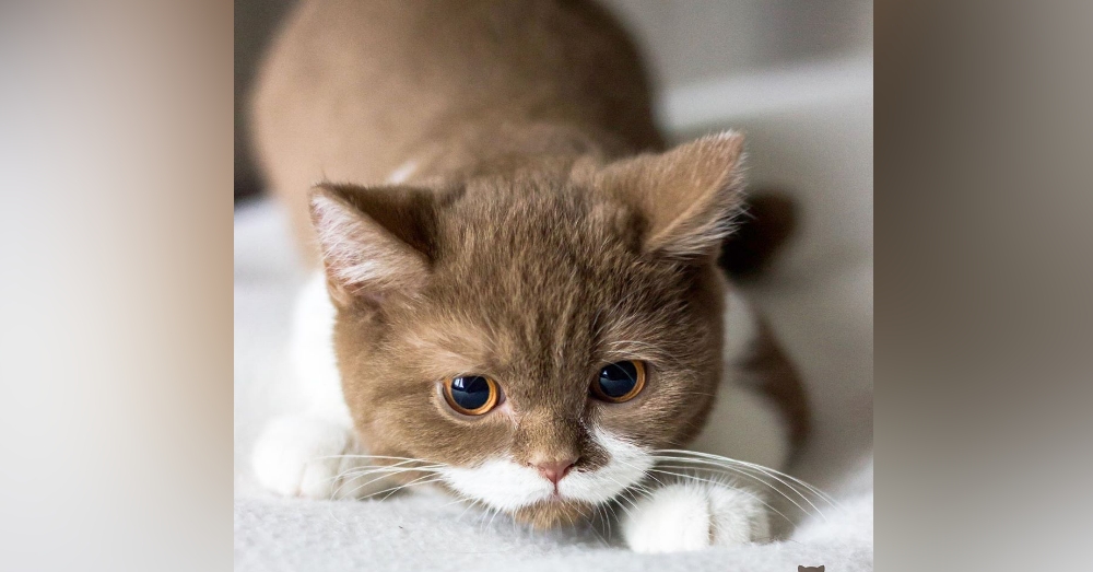 This Adorable French Kitten Is Winning Hearts With His Perfect Mustache