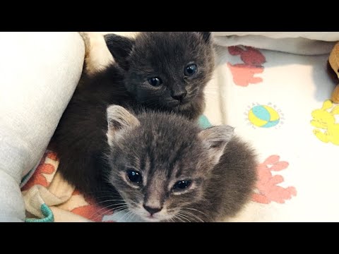 2 Minutes of Cute 3 Week Old Kittens Playing