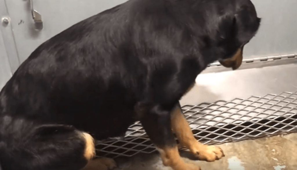 Update: Broken-Hearted Rottweiler Crushed In Fear At Texas shelter
