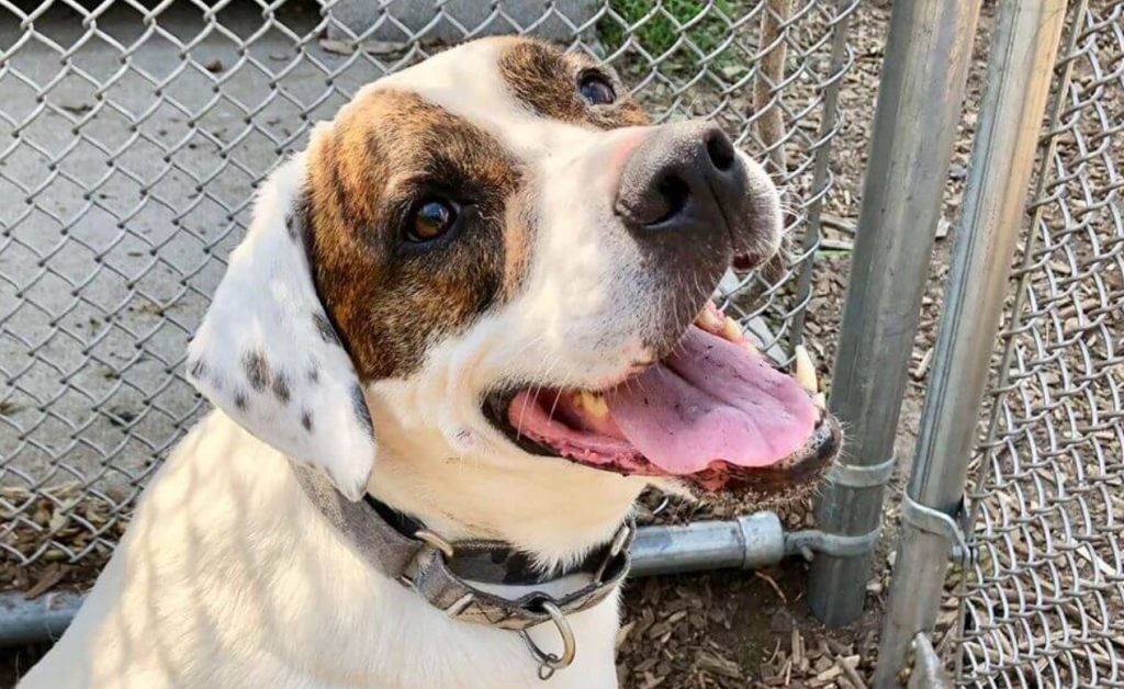 Cute Dog Continues To Wait After Family Surrendered Him