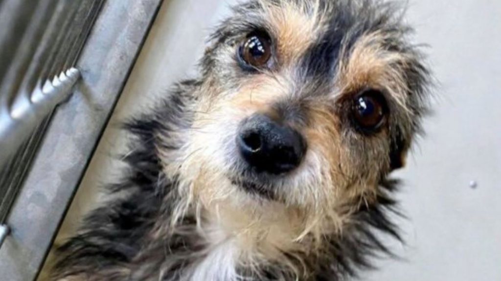 Need Rescue: Confiscated In Mid-February, Too Cute Not To Have Been Rescued Yet