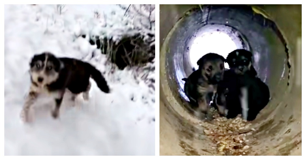 Stray Dog Runs Up To Strangers And Asks Them To Save Her Babies