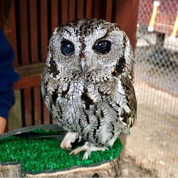 Meet Zeus, The Blind Rescue Owl With Twinkling Galaxies In His Eyes
