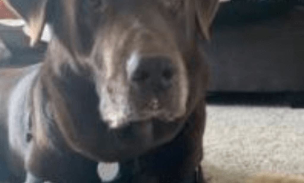 Senior Chocolate Labrador Retriever Abandoned On Christmas Eve Continues To Wait For A Home