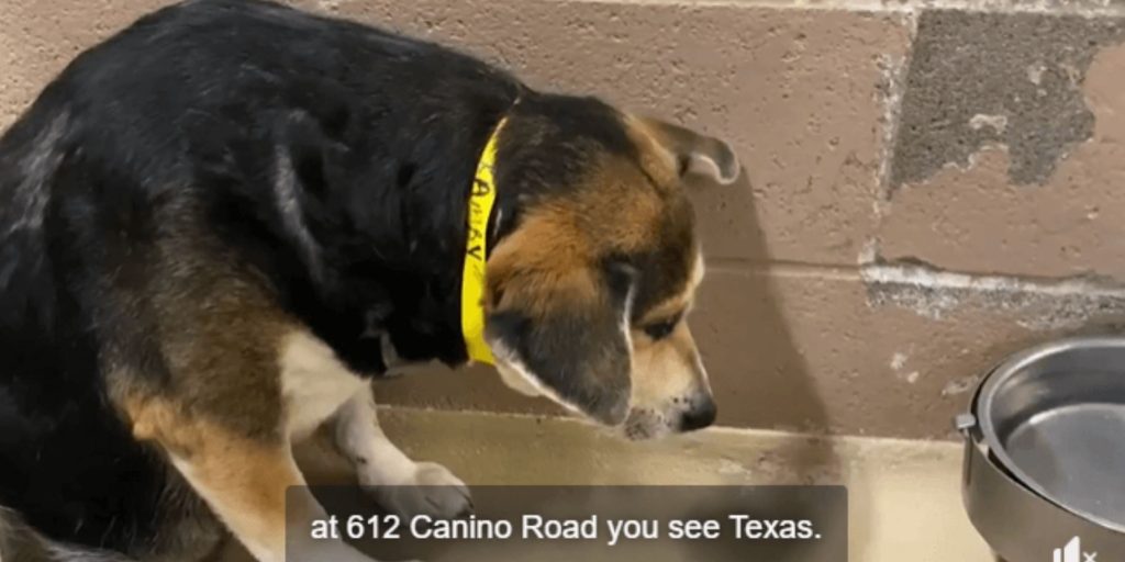 Surrendered To High Kill Texas Shelter And Owner Never Said Why