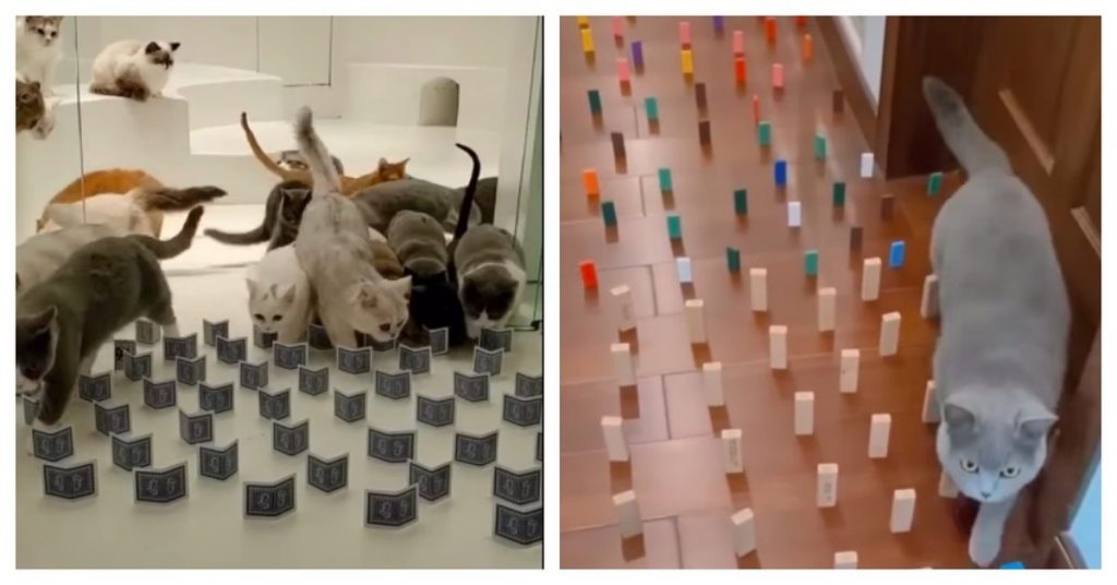 Marvel At Your Cat’s Spy-Like Movements By Setting Up An Obstacle Course