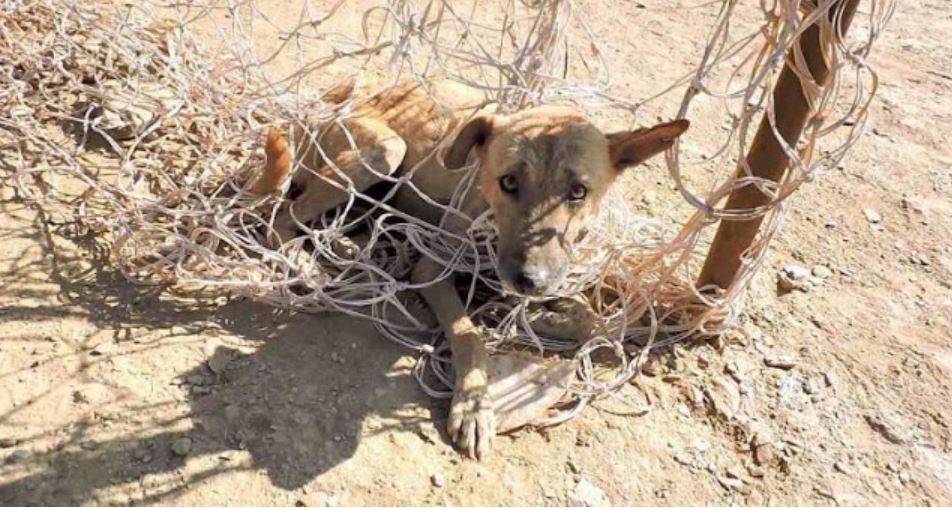 Dog Tangled in Soccer Net So Grateful to Rescuers He Won’t Stop Wagging His Tail