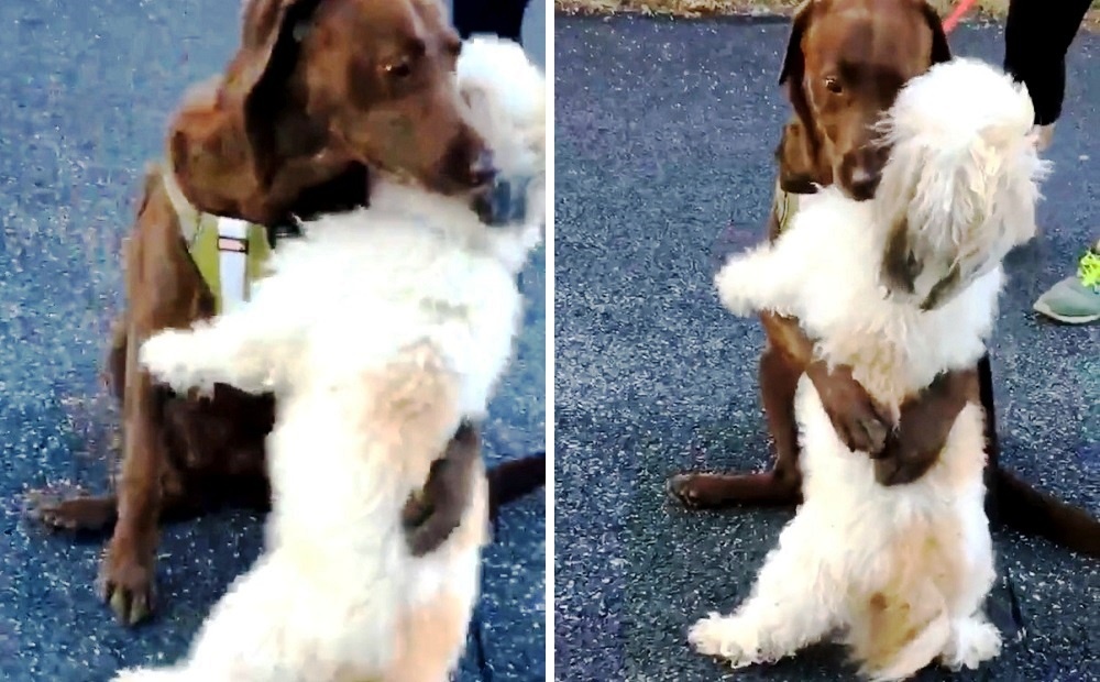 Doggie Friends Separated Due To Quarantine Hug Emotionally When They Reunite