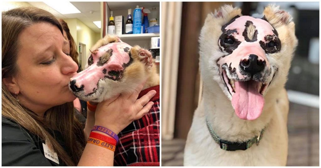 Dog Who Survived Fire Is Dedicating His Time To Comforting Other Burn Victims