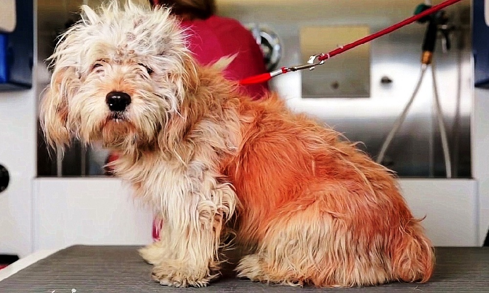 Dog Had 1 Week Left At High-Kill Shelter, But A Grooming Session Saved His Life