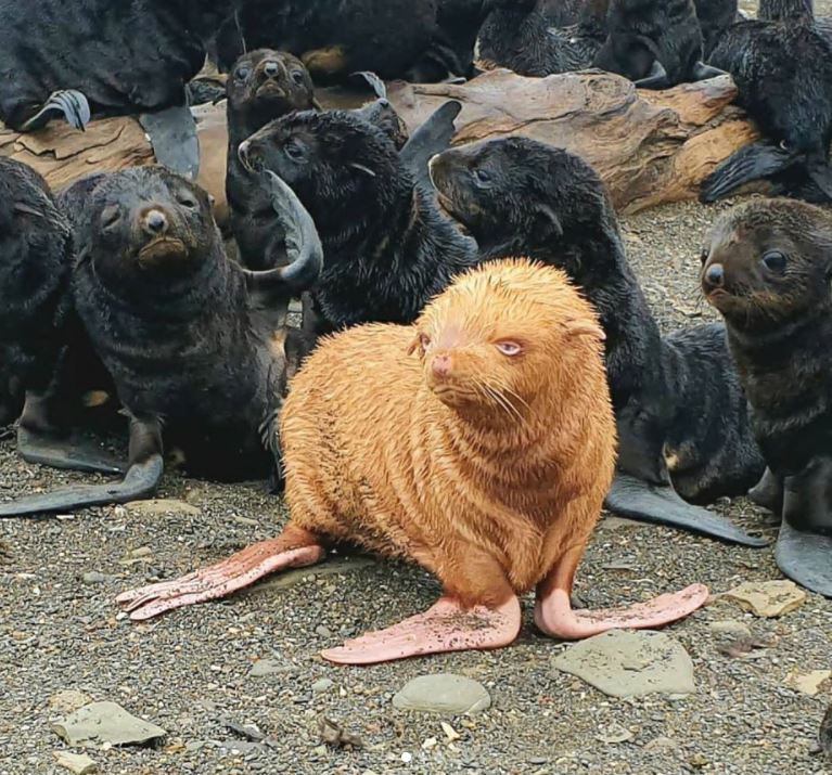 Rare Golden Seal Pup Is Shunned By Its Colony For Being Different