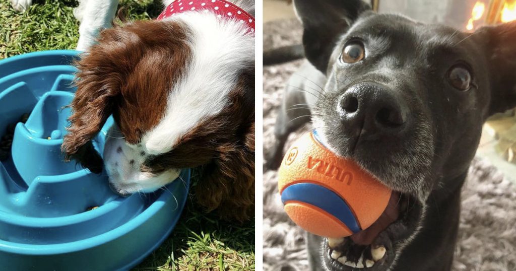 14 People Reveal The Best/Most Useful Dog Products They Ever Purchased