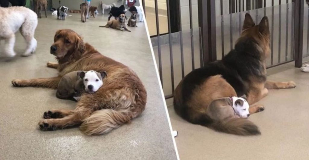 Dog Always Befriends The Fluffiest And Biggest Dogs In Daycare So She Can Nap On Them