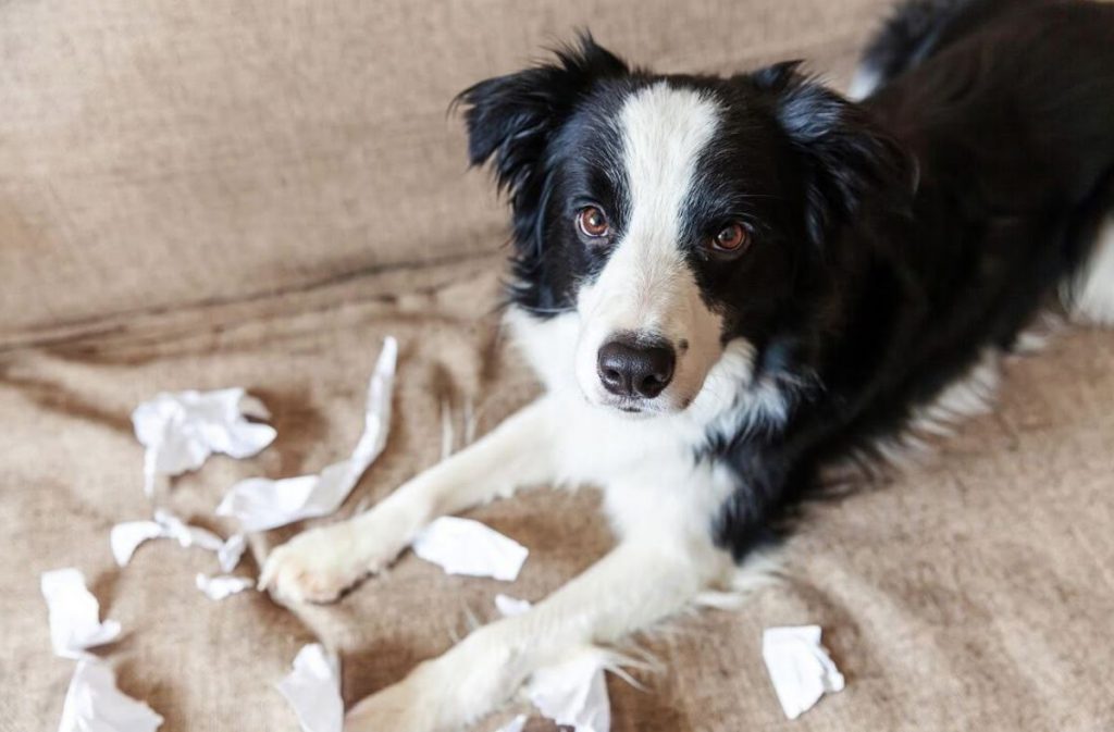 Why Is It Bad To Punish Your Dog?