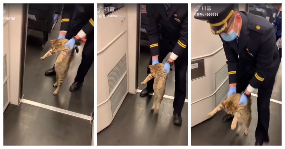 Stowaway Cat Goes Viral After Getting Booted From Train, But Not Everyone’s Amused