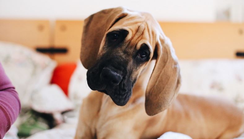 How to Clean Your Dog’s Ears: A Guide