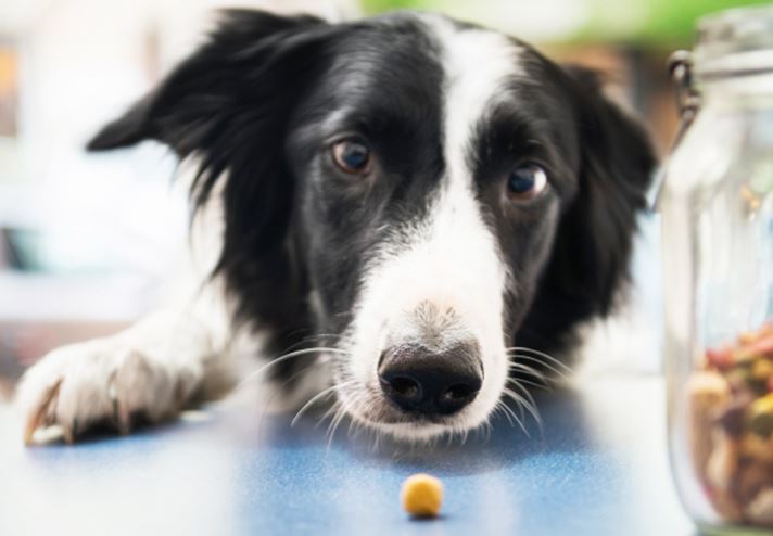 3 Essential Facts About Pet Health