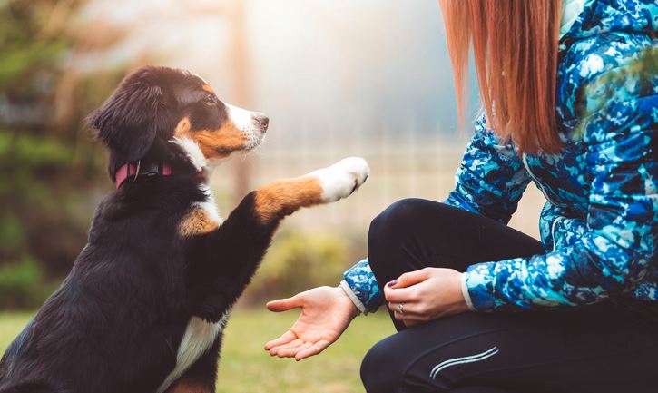 3 Pro Tips for Training Puppies You Need to Know