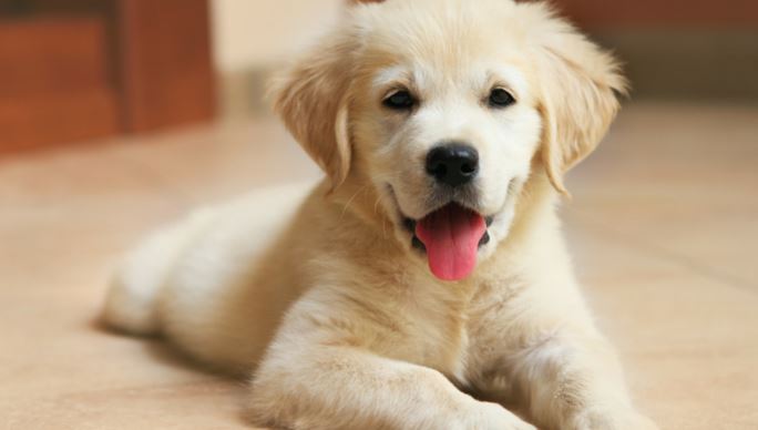 Tips and Tricks on How to Potty Train a Dog