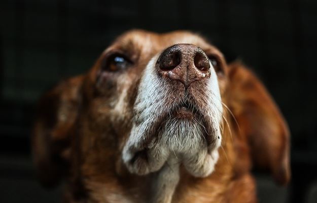 Is Your Sense of Smell as Good as Your Dog’s? The Answer Might Suprise You…