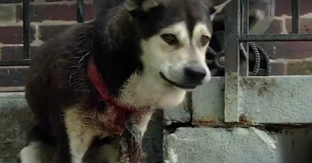 Left Outside Alone With A Tight Collar Digging Into His Neck, This Dog Has Never Been Cared For