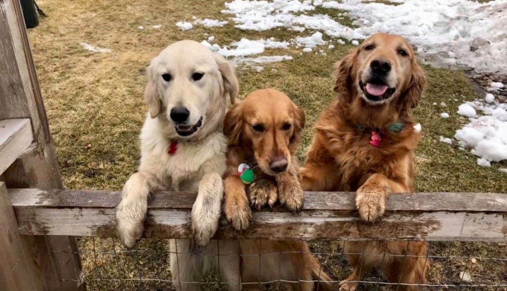 10 Golden Retriever Rescues Looking For Fosters And Adopters