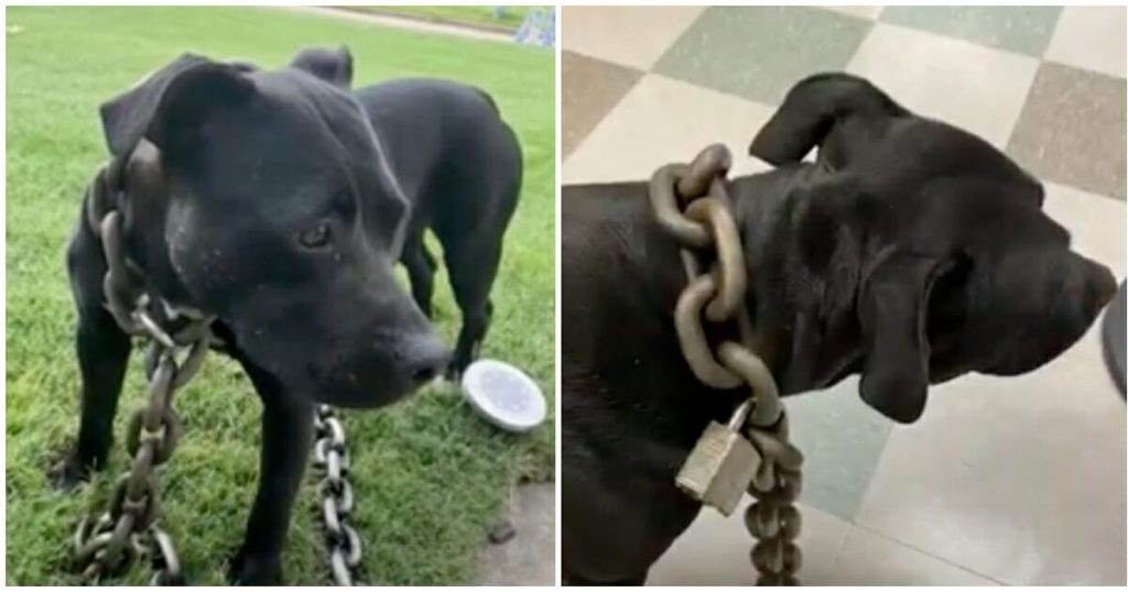 Man Finds Stray Dog With A 30-Pound Chain Padlocked Around Her Neck