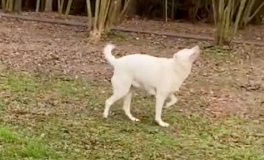 Blind And Deaf Dog Follows Her Nose To Find Her Owner