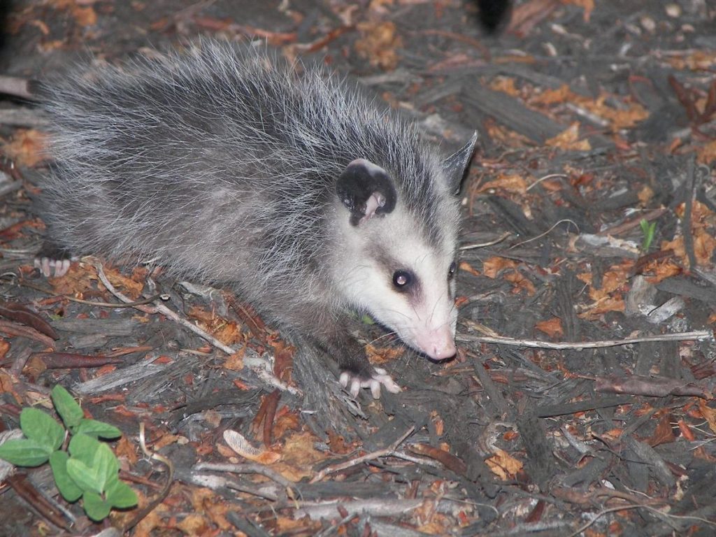 Man Uses The Shirt Off His Back To Save A Possum From Drowning During A Rain Storm