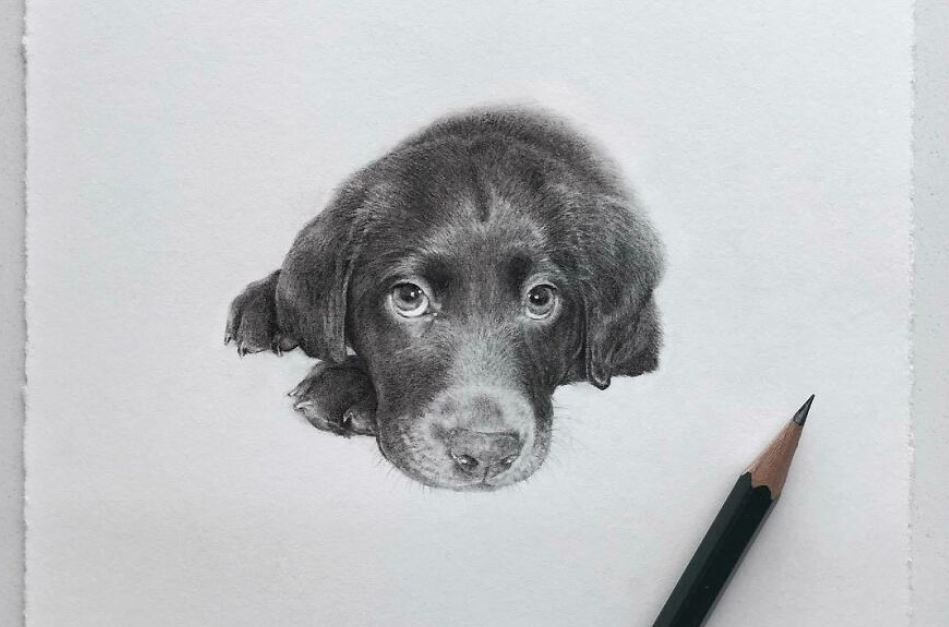 Artist Makes Realistic Pet Portraits Using Only A Pencil, Here Are The Best 49 Works