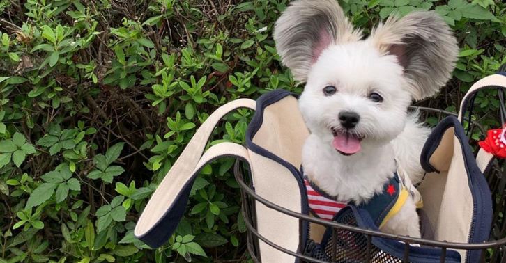 Meet Goma, The “Mickey Mouse” Dog With Giant Fluffy Ears