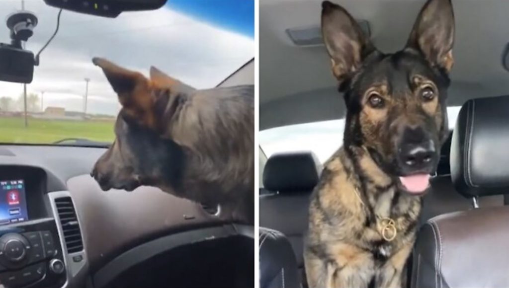 Confused pup adorably scared of the windshield wipers