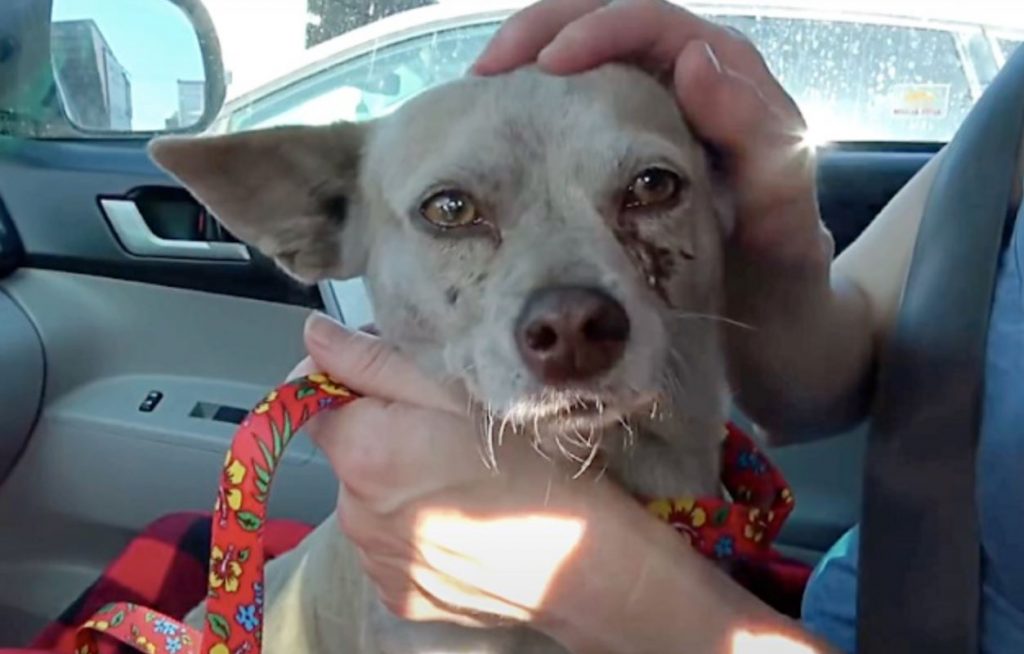 Owner Abandon Dog In Lumber Yard And Toss All Of Her Belongings In Trash Bin