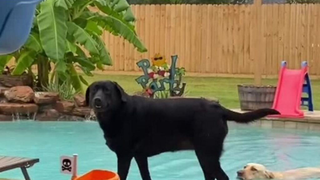 Naughty dogs jump into pool after being told “NO”