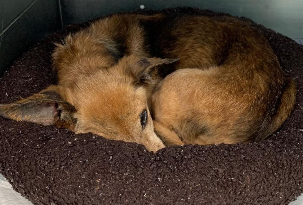 This Poor Dog Is In Medical Building And Ready To Go Home