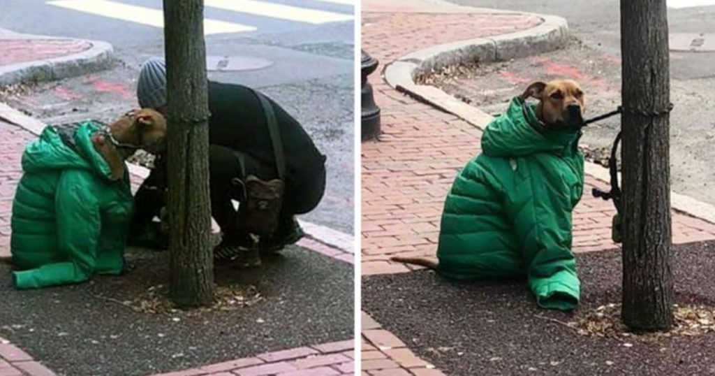 Mom Gives Dog Her Own Coat So He Stays Warm Waiting Outside