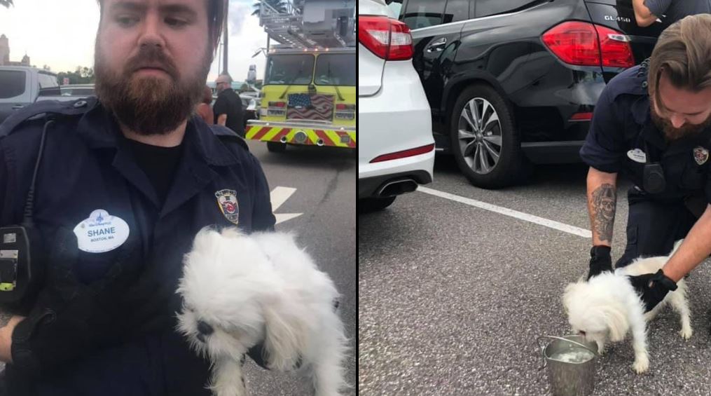 Dog Rescued From Hot Car In Disney World Parking Lot After Barking For Help