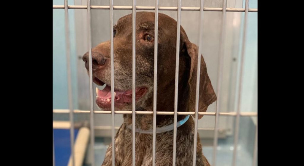 Handsome Chocolate Pointer owner surrender on 8-22. He was in the shelter back in 2016 and somehow is back again