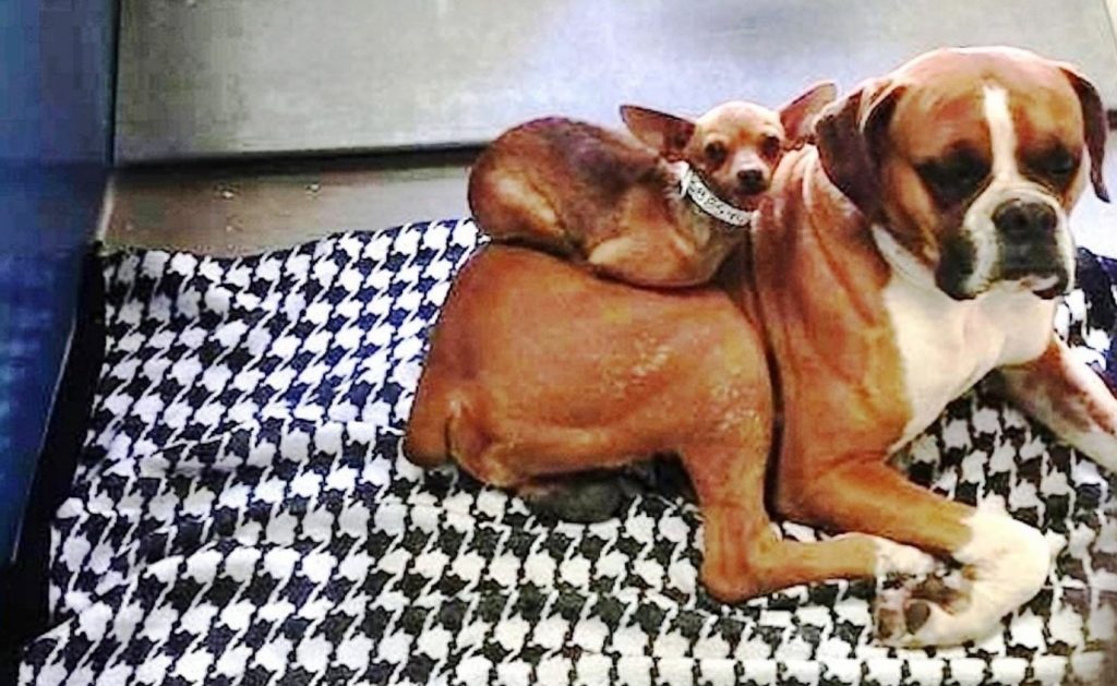 Nobody Wanted To Adopt Bonded Dogs Together, But One Photo Caught People’s Eye