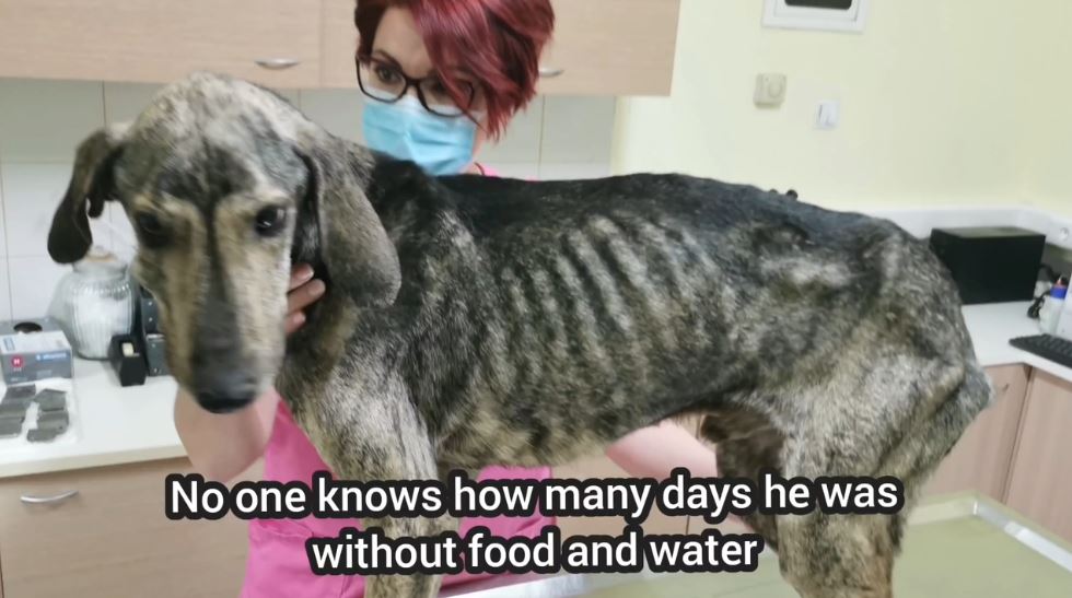 Couple Rescue Abandoned Dog Starving to Death on the Streets