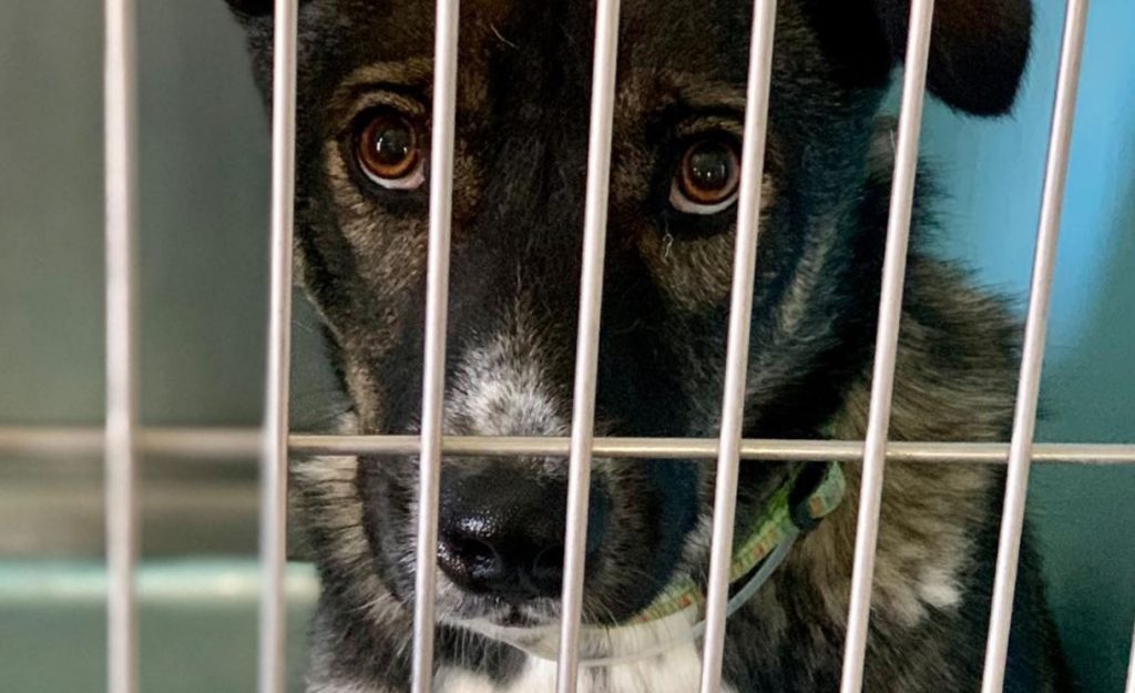 2 Year Old Husky/Shepherd ALMOST 4 MONTHS Sitting Waiting In The Kennel!