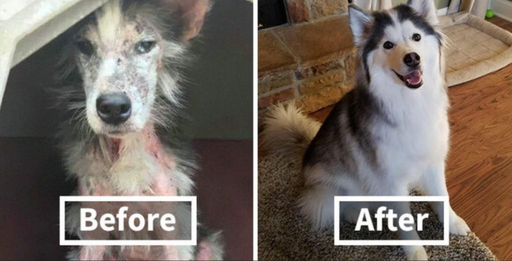 30 Wholesome Photos Of Dogs Before And After Being Rescued