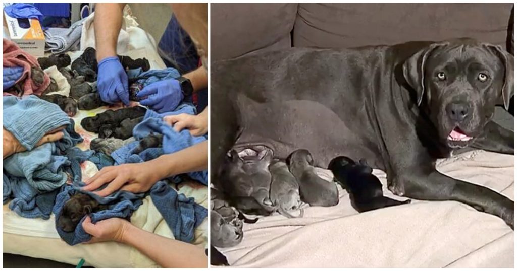 Mastiff Gives Birth To A Whopping 21 Puppies, Breaks A National Record