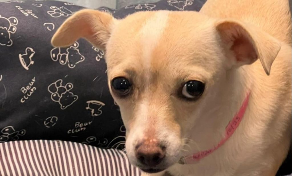 One Year Old Little Girl Is Pretty Scared At The Shelter