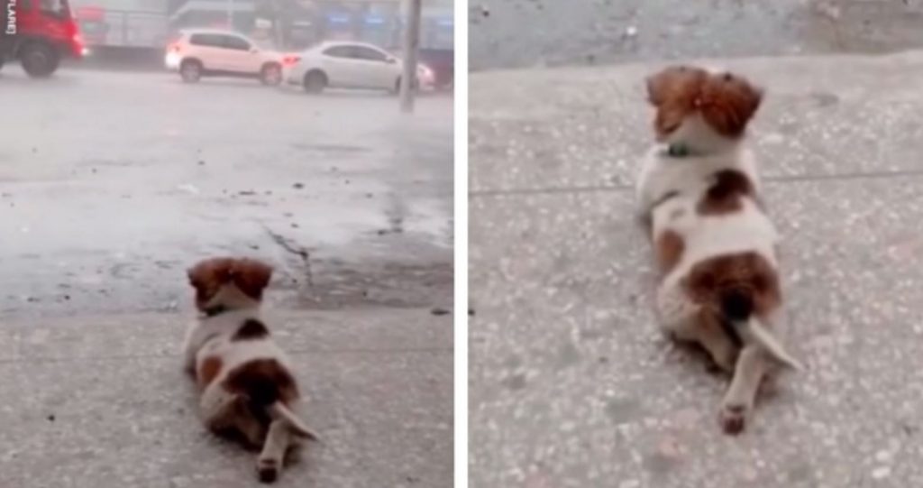 Cutest puppy warms hearts by peacefully watching the rain