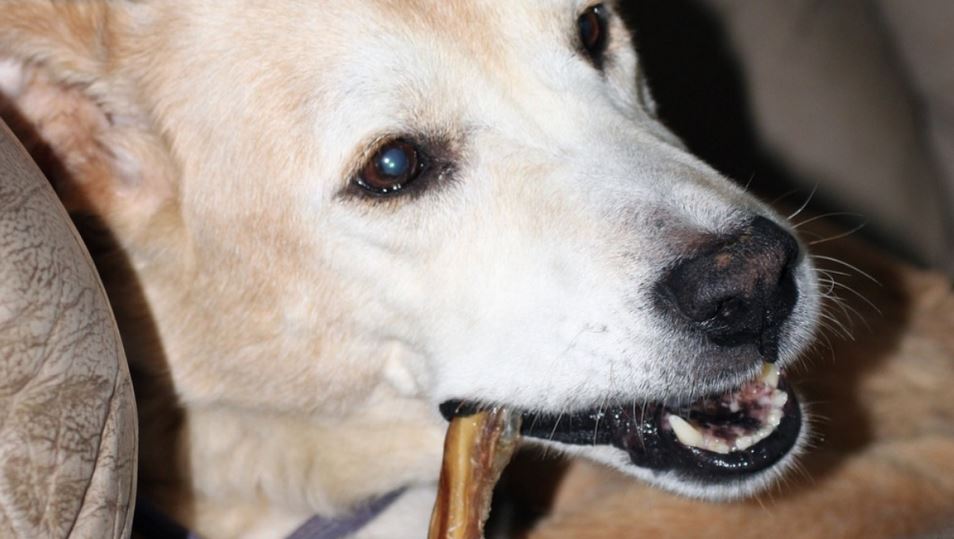 Sam’s Club Recalls Popular Dog Treats Sold Since March