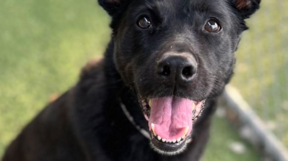 8 Years Old Labrador Retriever Mix Owner Surrender On 11-2. She Is 70 Pounds Of Love!