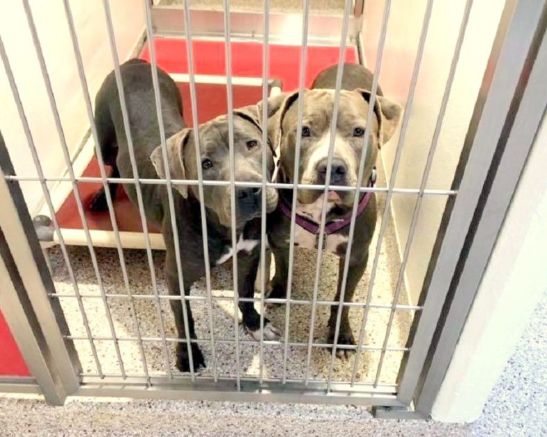 2 Shelter Dogs Form Unbreakable Bond, Shelter Hopes To Find Them A Home  Together - ILoveDogsAndPuppies