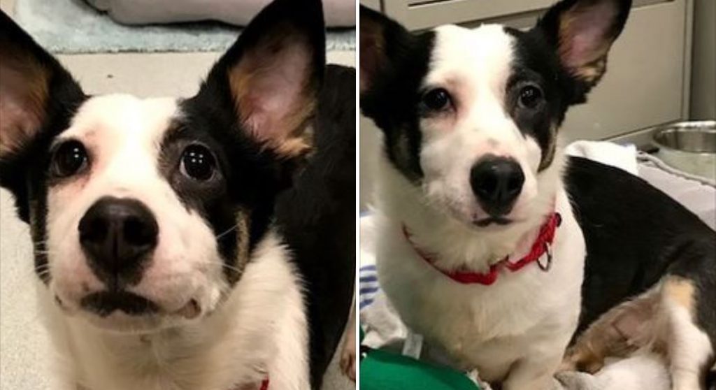 Terrified Corgi mix is found taped inside a box and abandoned in a Porta-Potty at a Massachusetts construction site