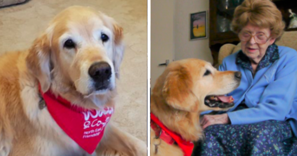 Pringle The Friendship Dog Helps Elderly With Vow to End Loneliness